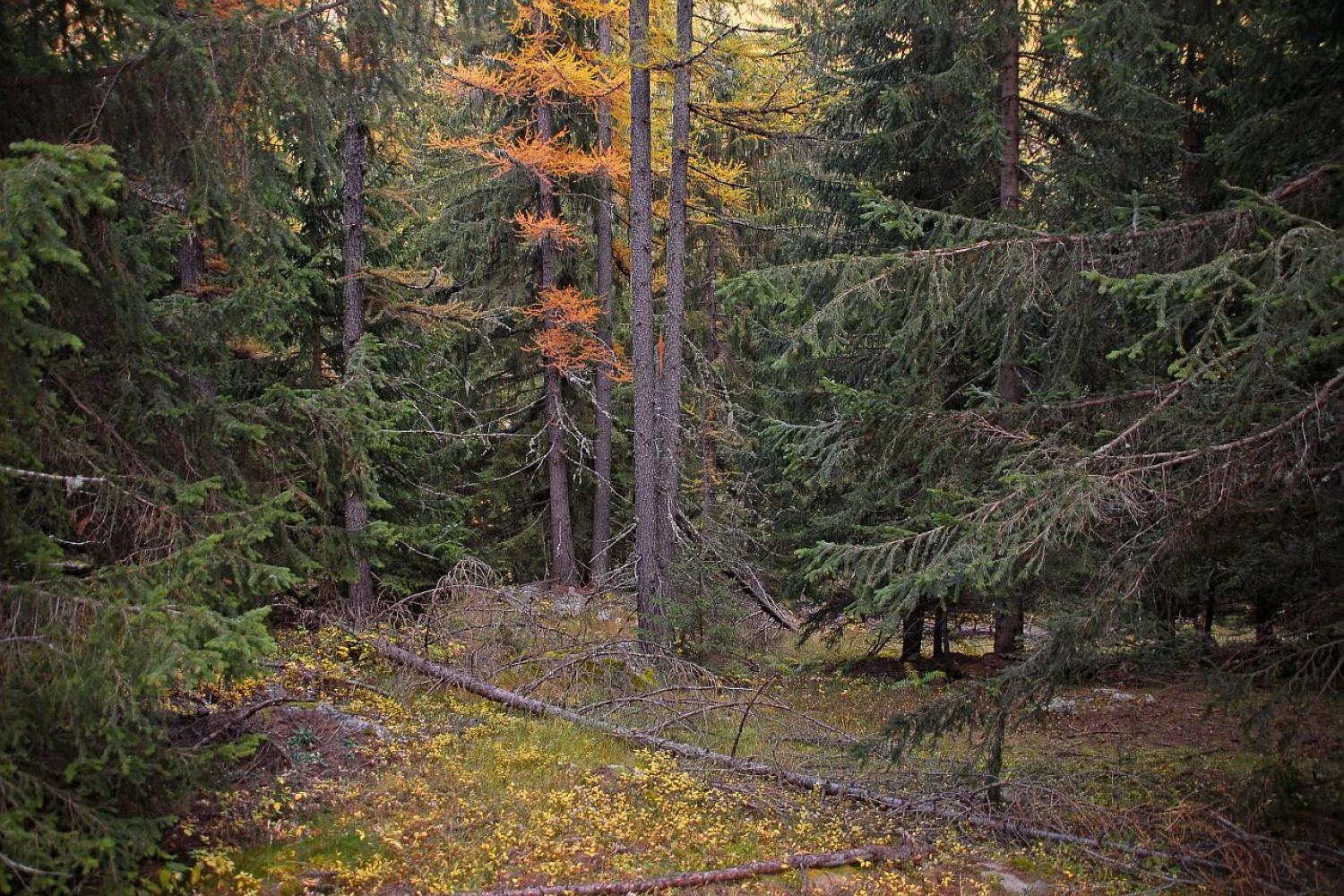 Forêt dense de conifères en automne à Mollières. © F. Guigo / PnM