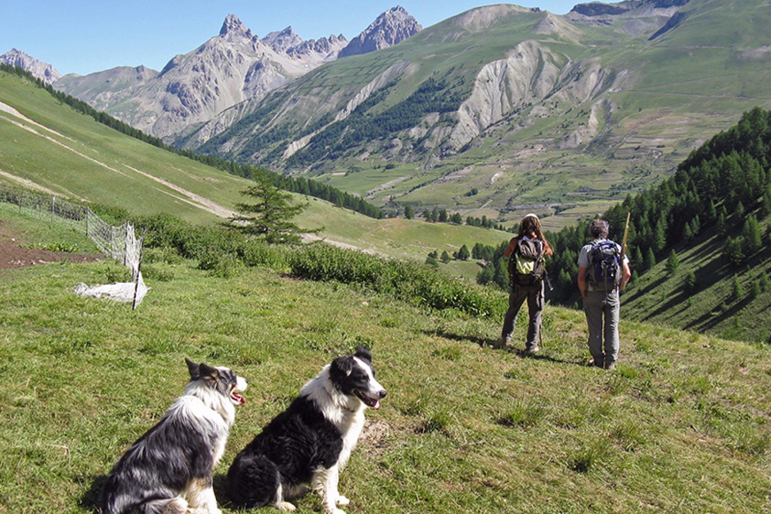 Parc pour chien - ABC chiens