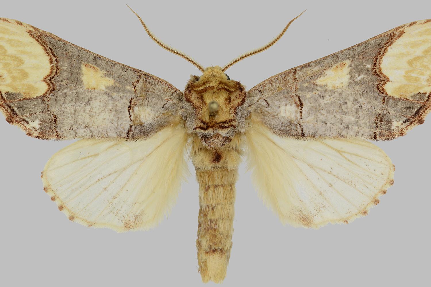 9-phalera-bucephaloides-ochsenheimer-1810-2000px.jpg
