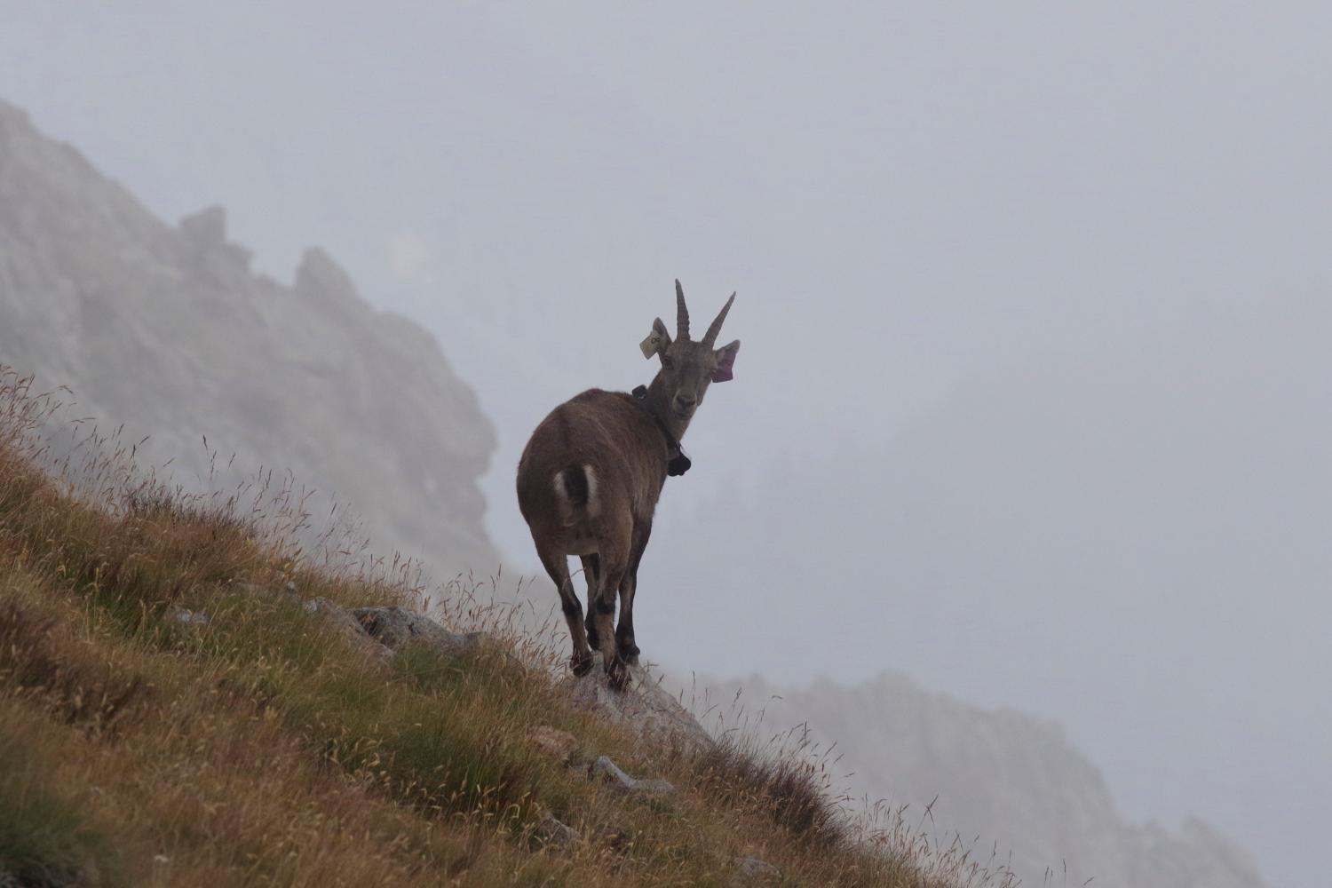 babette_dans_la_brume_lac_agnel_lz.jpg