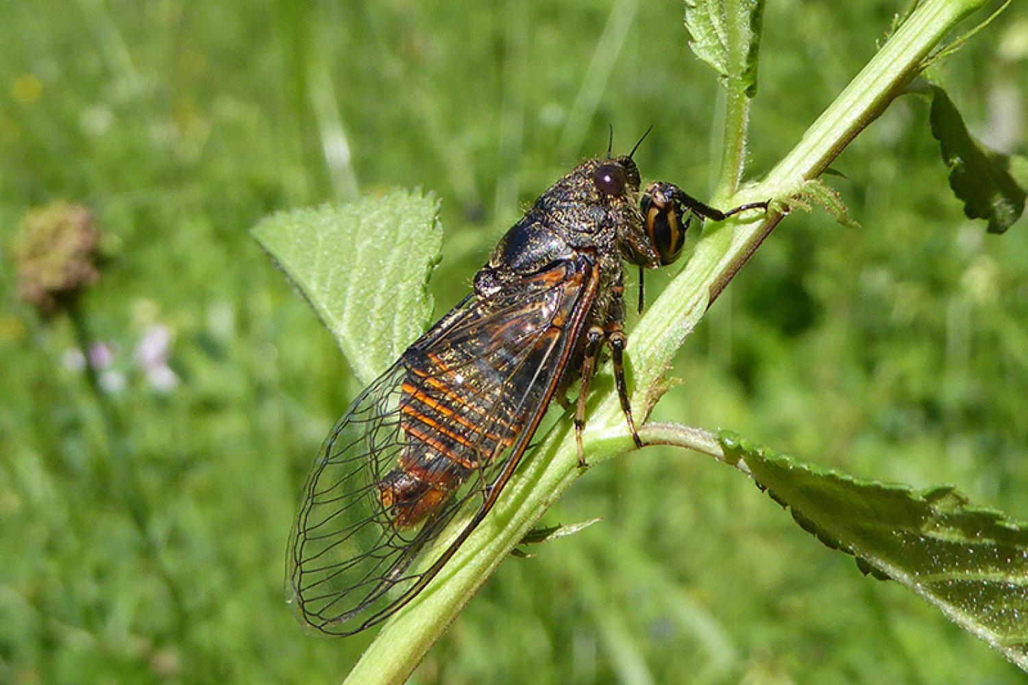 cicadetta-sibillae-tende-06-gurcel-kevin-800px.jpg