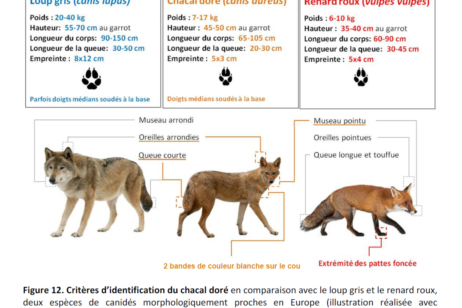 differences_loup_renard_chacal.png