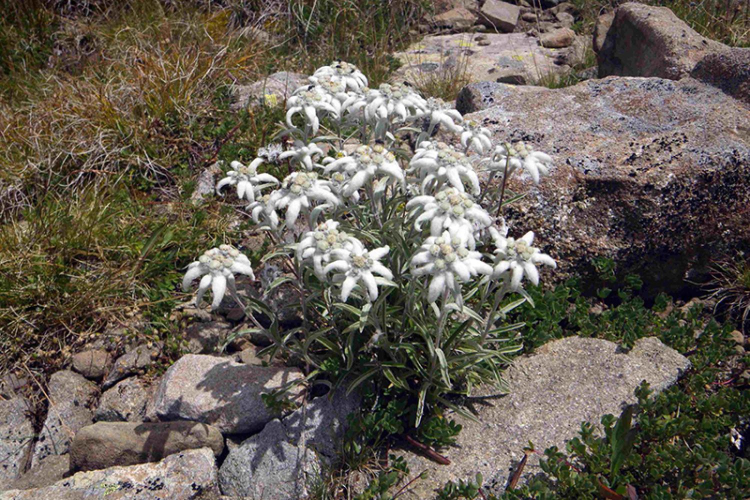 edelweiss-800px.jpg