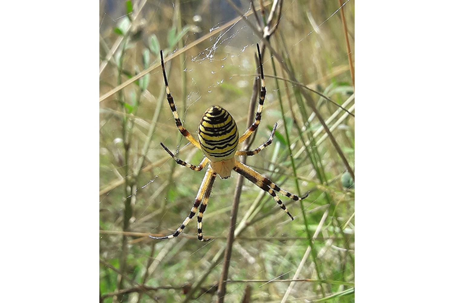 epeire-frelon-800x600px.jpg