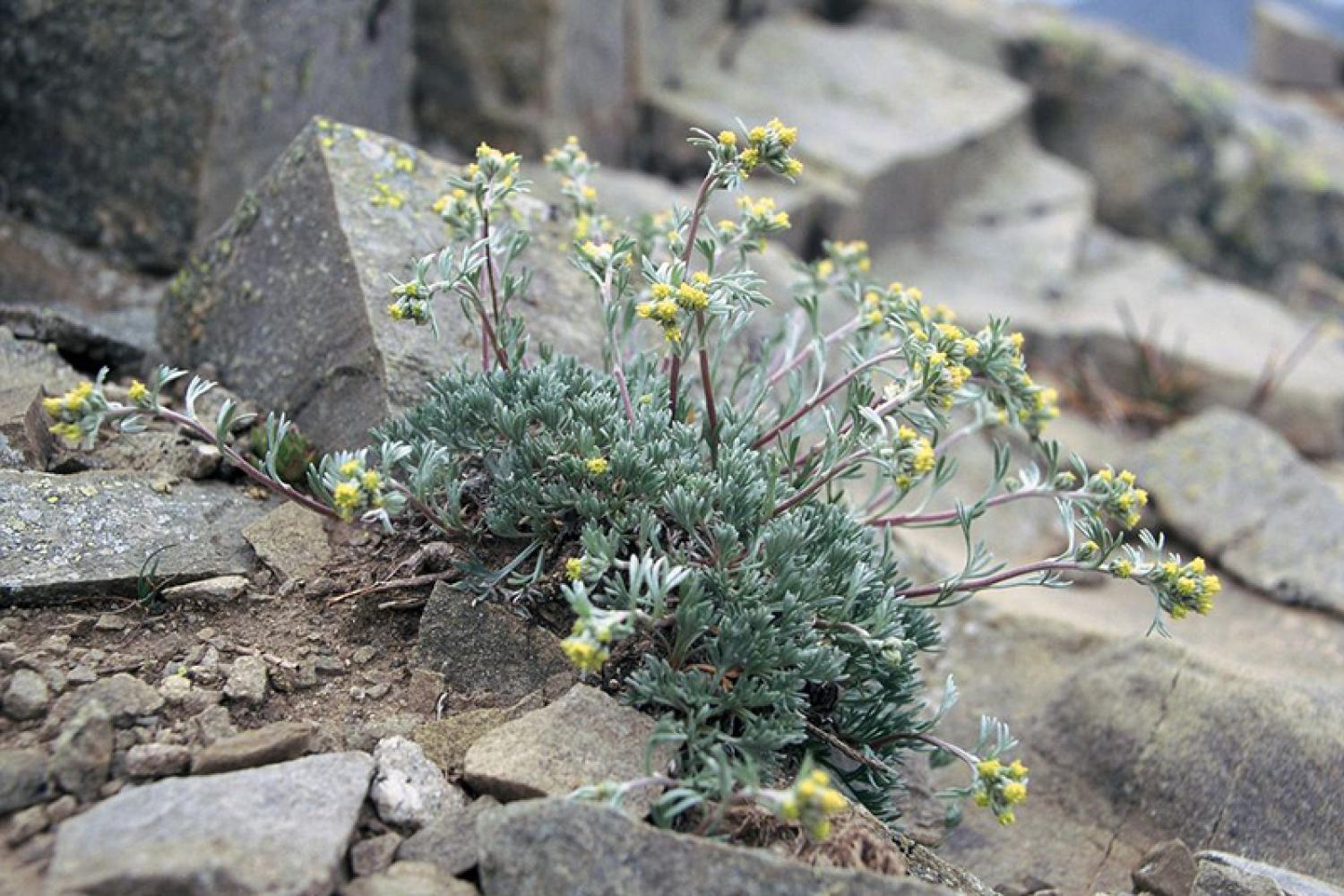 8 choses à savoir sur le génépi de nos montagnes - Dolin