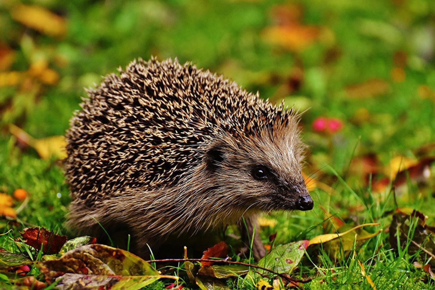 hedgehog-child-1759006_800px.jpg