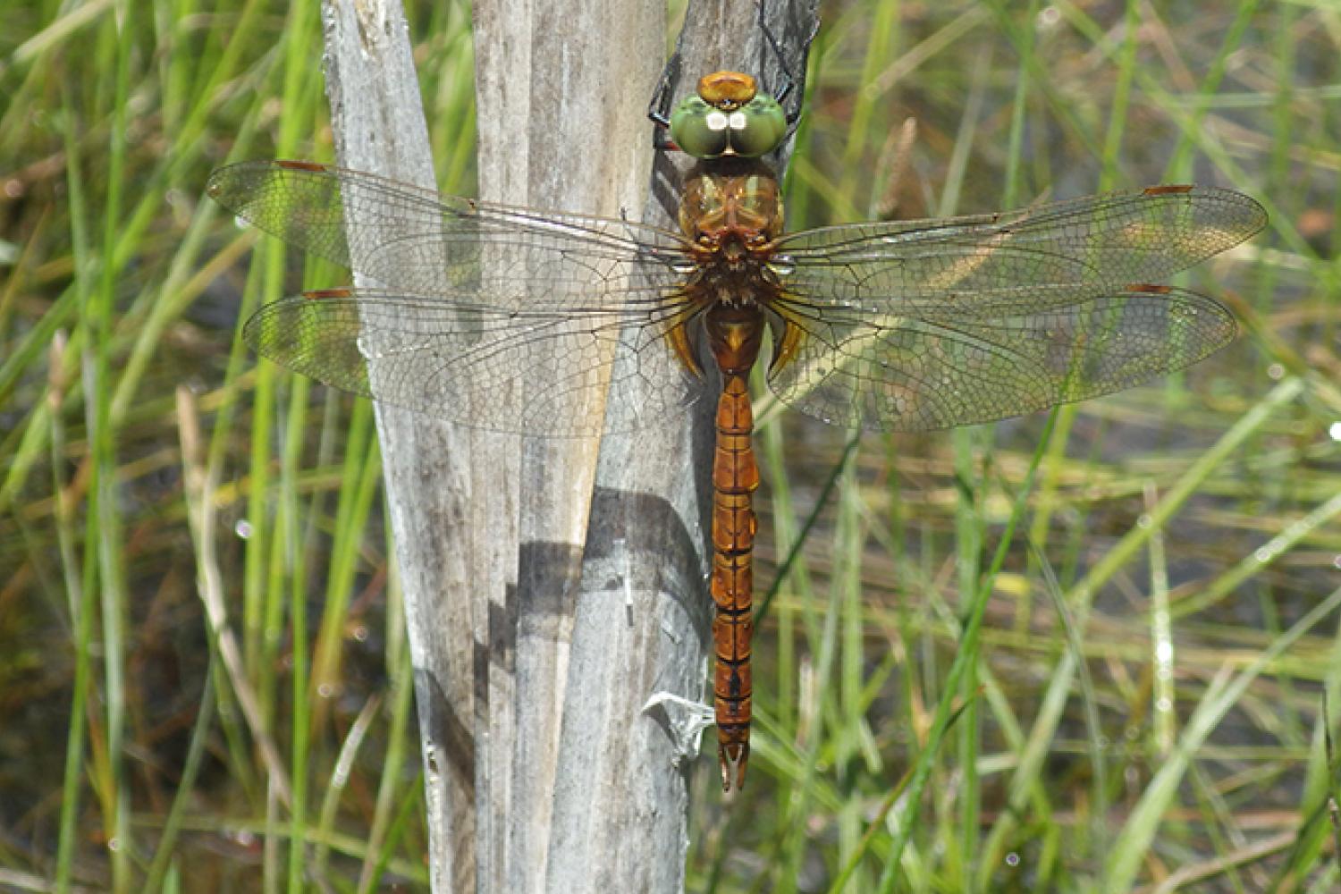 imgp5461-aeshna-isoceles-fbreton-800px.jpg