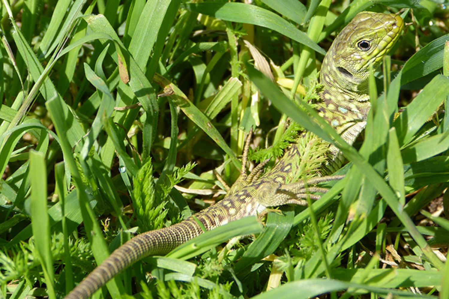 lezrd-ocelle-malthieux-800px.jpg