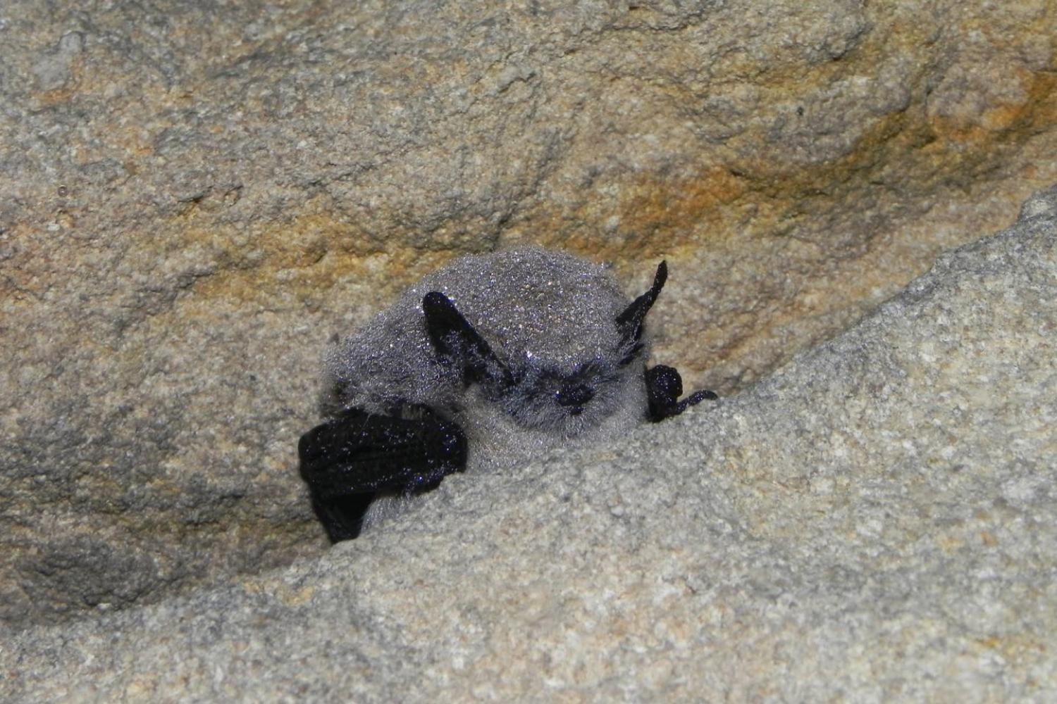 myotis_mystacinus-thomas_cheyrezys3.jpg