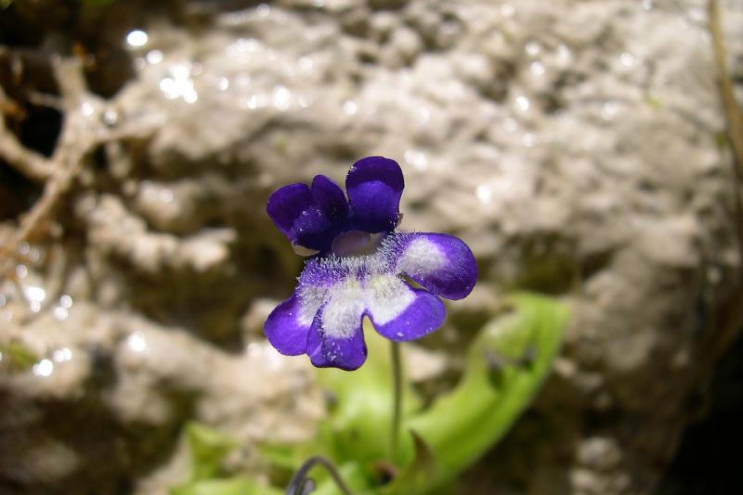 pinguicula_reichenbachiana_inpn_2.jpg