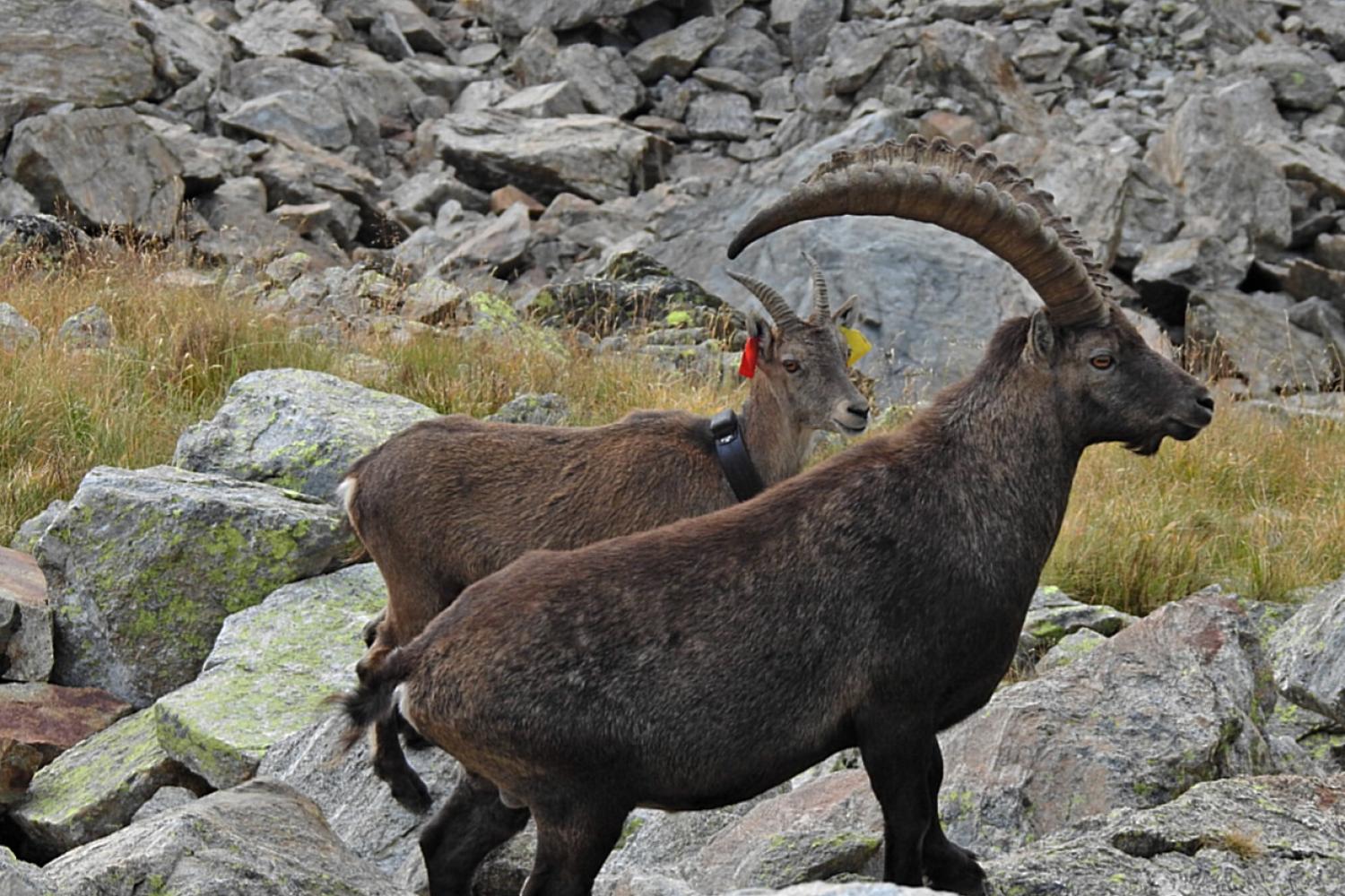 rocket_aux_cotes_dun_bel_italien_col_de_chiapous_ag.jpg