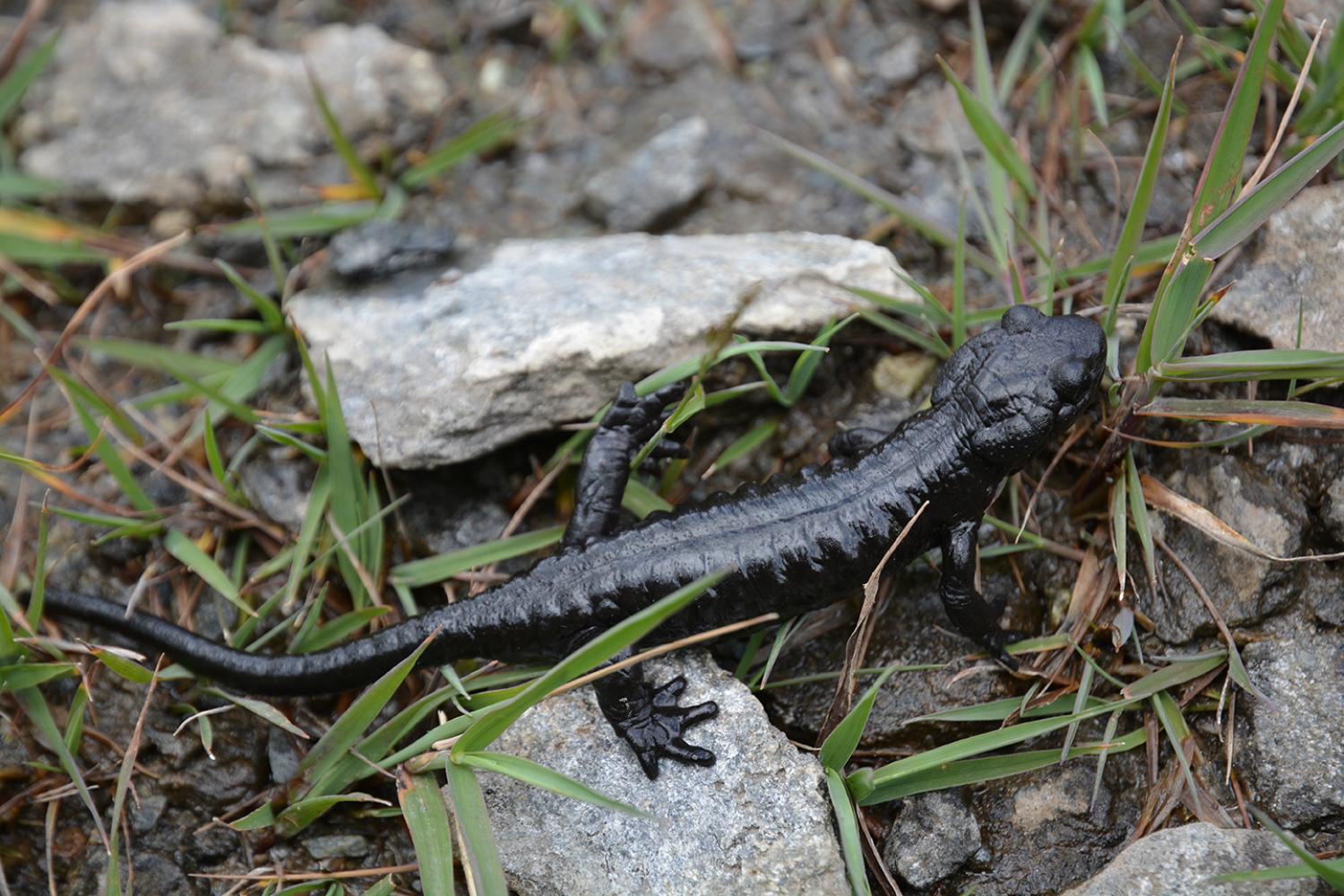 Les différentes espèces de salamandres présentes en  FranceEspèces-menacées.fr