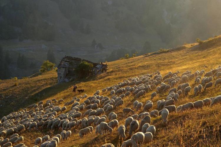 Fête de la transhumance_Saint-Étienne-de-Tinée