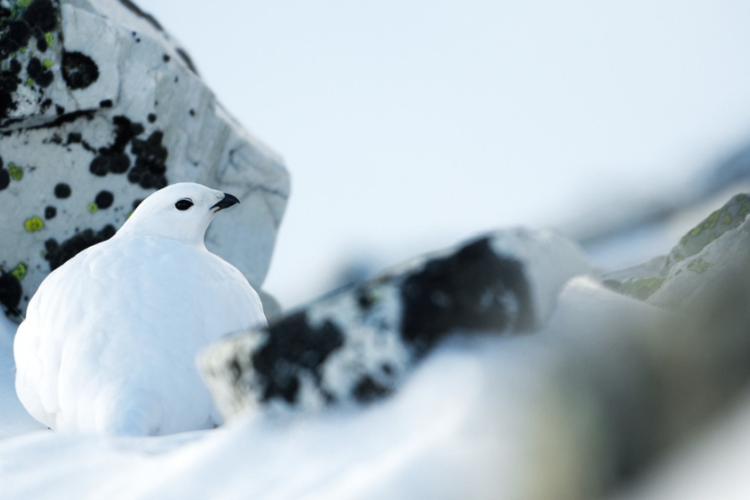Survivre en montagne - Stratégies d'adaptations_Saint-Étienne-de-Tinée