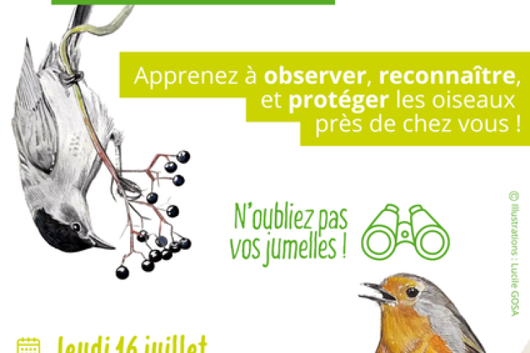 Atals de la biodiversit&eacute; d'Isola - Initiation &agrave; l'ornithologie._Isola