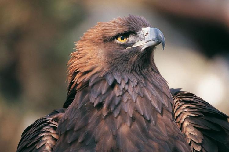 Découverte des rapaces de la Tinée._Rimplas