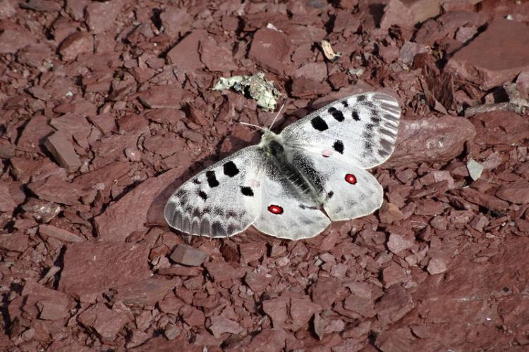 Papillon  Apollon