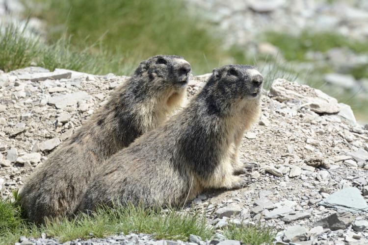 Marmottes - Marmottes