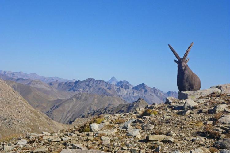Bouquetin des Alpes - Auteur : BENSA Marion