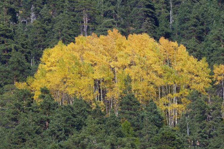 Bosquet de trembles en automne - Auteur : MALTHIEUX Laurent