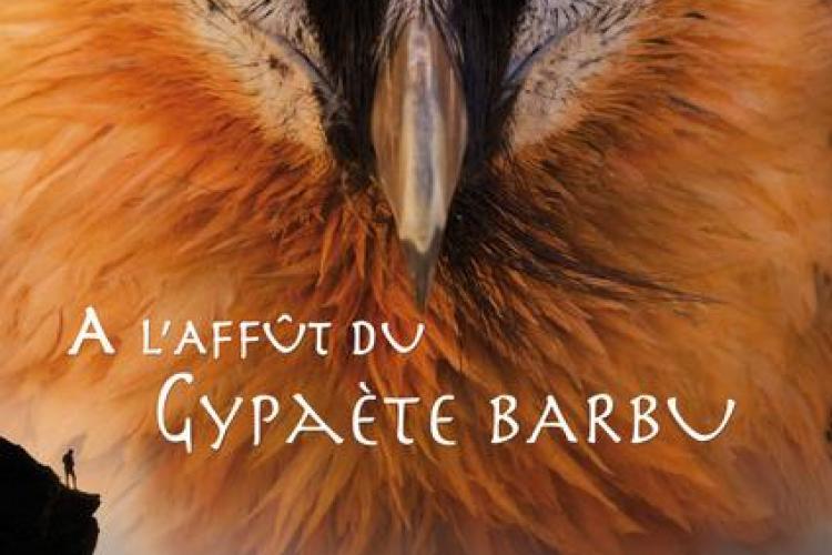 A l'Affût du Gypaète barbu - A l'Affût du Gypaète barbu