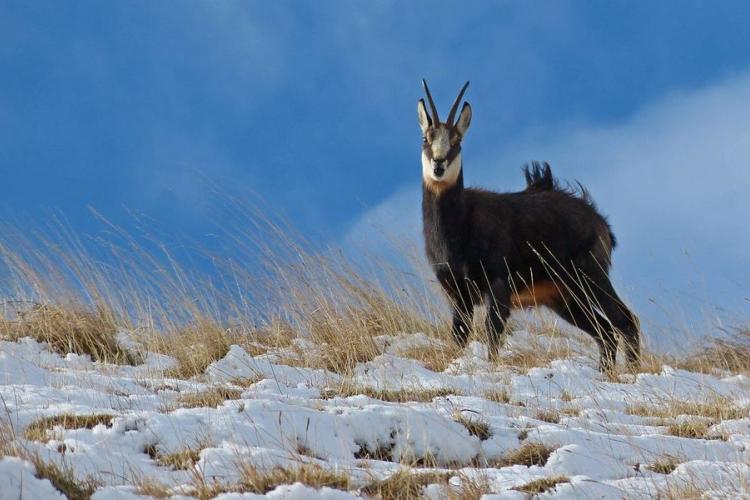 Chamois - Auteur : MALTHIEUX Laurent