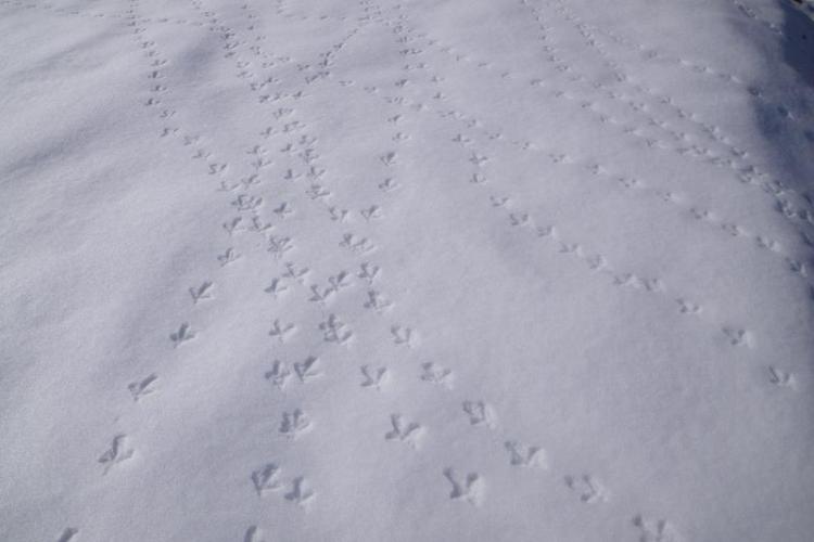 Traces tétras lyre - Traces tétras lyre