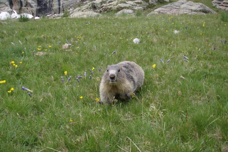 Marmotte à Fontanalbe - Marmotte à Fontanalbe