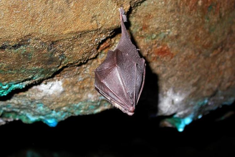 Nuit de la chauve-souris._Roubion