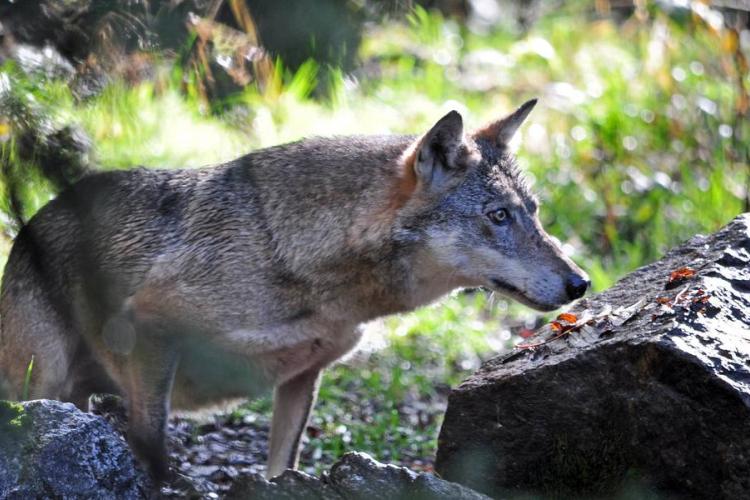 À la découverte du loup._Saint-Étienne-de-Tinée
