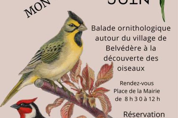 Les oiseaux de mon village_Belvédère