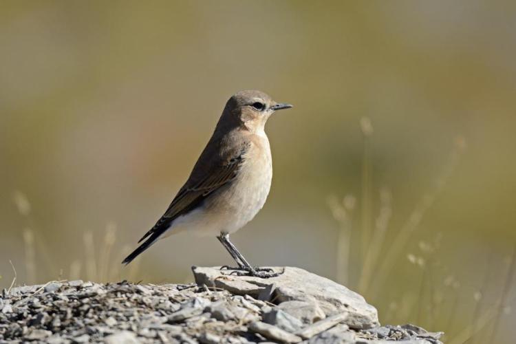 Les oiseaux de l'Authion, d'alpages en forêt_Moulinet