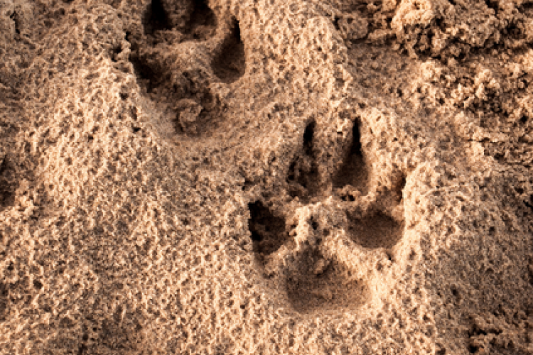Sur les traces des animaux sauvages_Saorge