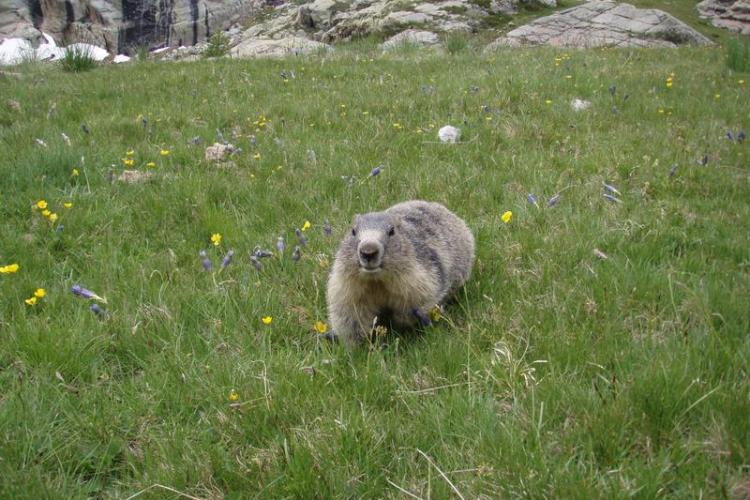 Marmotte à Fontanalbe - Marmotte à Fontanalbe