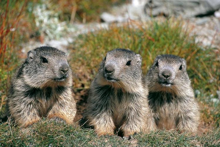 Sur les traces des marmottes : exploration et découverte_Tende