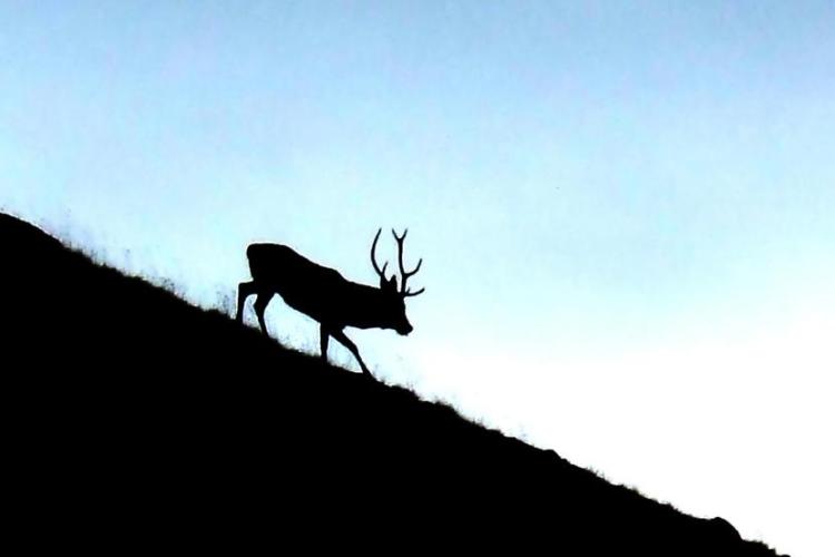 A l'écoute du brame du cerf_Tende