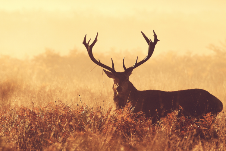 À l'écoute du brame du cerf_Tende