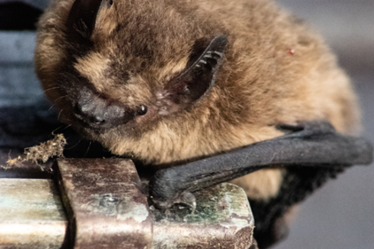 Apéro-Chiro : Film court sur les Chauves-Souris et discussion autour d'un verre_Tende