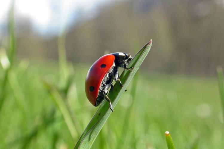 Observation des insectes, jeux et bricolage_Tende