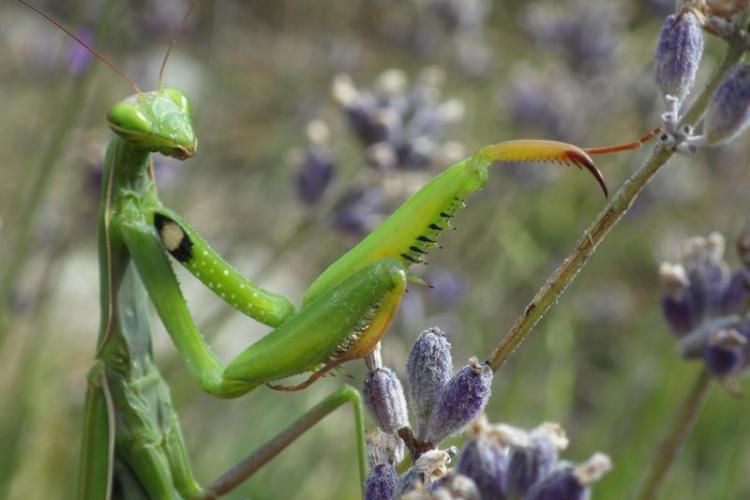 Observation des insectes, jeux et bricolage_Tende