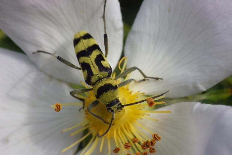 Observation des insectes, jeux et bricolage_Tende