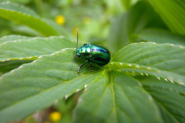Observation des insectes, jeux et bricolage_Tende