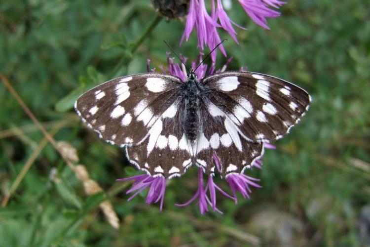Réveil de la Nature : Sortie papillons, oiseaux et autres petites bêtes_Sospel