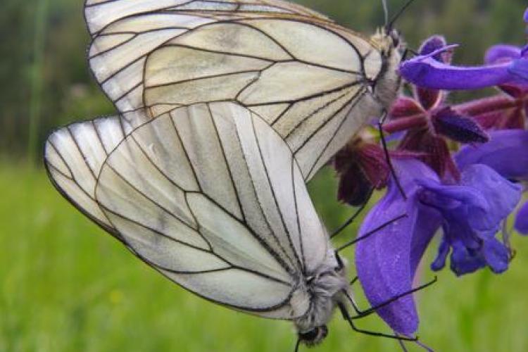 Réveil de la Nature : Sortie papillons, oiseaux et autres petites bêtes_Sospel
