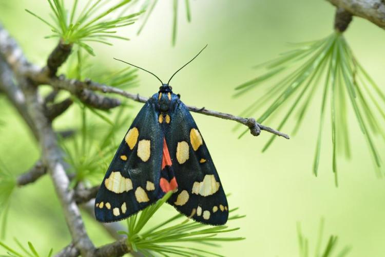 Réveil de la Nature : Sortie papillons, oiseaux et autres petites bêtes_Sospel
