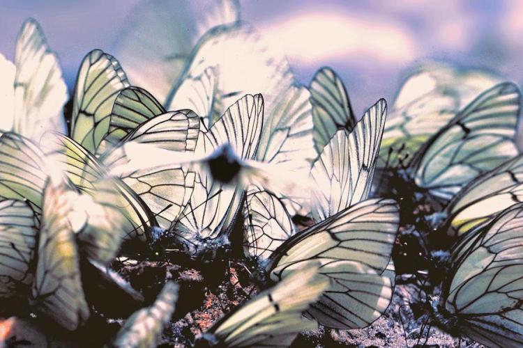 Réveil de la Nature : Sortie papillons, oiseaux et autres petites bêtes_Sospel