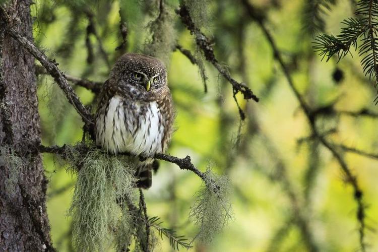 Premières Loges : film sensible sur les chouettes de montagne et les autres habitants des vieilles forêts_Tende