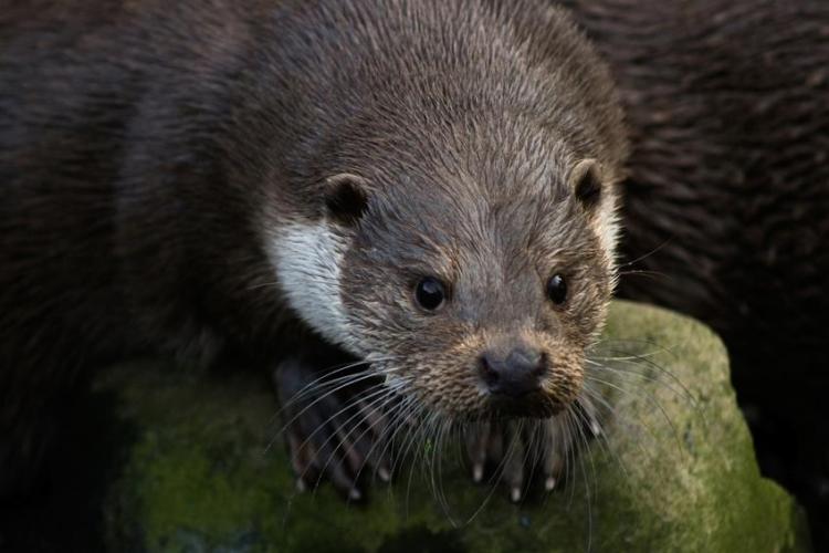 La loutre… en toute intimité !_Tende