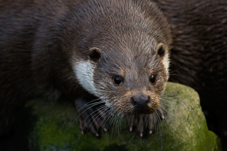 Sur les traces de la loutre : sortie en bord de rivière_Sospel