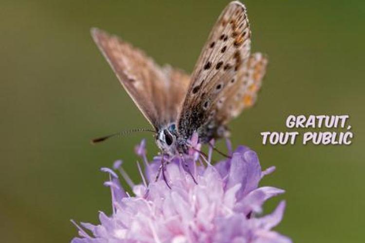 Inventaire participatif des papillons de jour_Allos - Inventaire participatif des papillons de jour_Allos